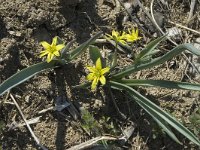 Gagea lutea ssp lutea 6, Bosgeelster, Saxifraga-Jan van der Straaten