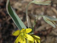 Gagea lutea ssp lutea 7, Bosgeelster, Saxifraga-Jan van der Straaten