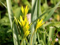 Gagea pratensis 29, Weidegeelster, Saxifraga-Bart Vastenhouw