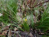 Gagea spathacea 22, Schedegeelster, Saxifraga-Ed Stikvoort