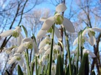 Galanthus nivalis 28, Gewoon sneeuwklokje, Saxifraga-Ed Stikvoort