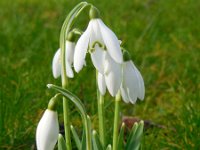 Galanthus nivalis 31, Gewoon sneeuwklokje, Saxifraga-Ed Stikvoort