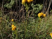 Galatella linosyris 4, Kalkaster, Saxifraga-Ed Stikvoort : Krk s9900