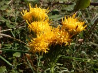 Galatella linosyris 5, Kalkaster, Saxifraga-Ed Stikvoort : Krk s9900