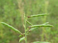 Galega officinalis 15, Galega, Saxifraga-Rutger Barendse