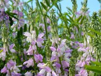 Galega officinalis 20, Galega, Saxifraga-Ed Stikvoort