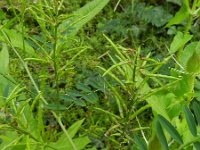 Galega officinalis 24, Galega, Saxifraga-Rutger Barendse