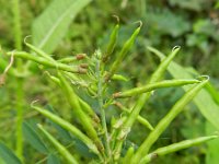 Galega officinalis 25, Galega, Saxifraga-Rutger Barendse