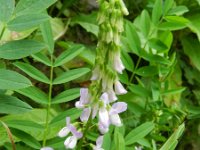 Galega officinalis 26, Galega, Saxifraga-Rutger Barendse