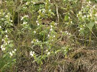 Galeopsis segetum 29, Bleekgele hennepnetel, Saxifraga-Hans Grotenhuis