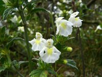 Galeopsis segetum 30, Bleekgele hennepnetel, Saxifraga-Hans Grotenhuis