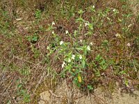 Galeopsis segetum 32, Bleekgele hennepnetel, Saxifraga-Hans Grotenhuis