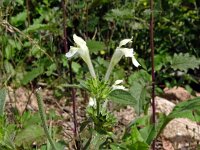 Galeopsis segetum 36, Bleekgele hennepnetel, Saxifraga-Hans Grotenhuis