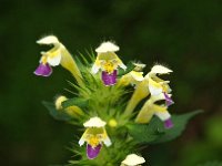 Galeopsis speciosa 1, Dauwnetel, Saxifraga-Hans Dekker