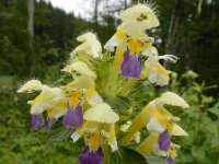 Galeopsis speciosa 10, Dauwnetel, Saxifraga-Ed Stikvoort