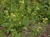 Galeopsis speciosa 11, Dauwnetel, Saxifraga-Ed Stikvoort