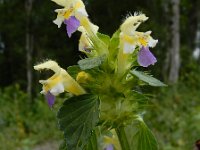 Galeopsis speciosa 12, Dauwnetel, Saxifraga-Ed Stikvoort