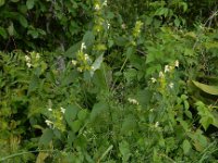 Galeopsis speciosa 15, Dauwnetel ,Saxifraga-Ed Stikvoort