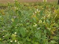 Galeopsis speciosa 17, Dauwnetel, Saxifraga-Ed Stikvoort