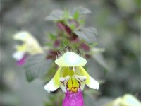 Galeopsis speciosa 5, Dauwnetel, Saxifraga-Jasenka Topic