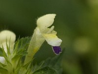 Galeopsis speciosa 6, Dauwnetel, Saxifraga-Jan van der Straaten