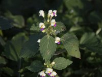 Galeopsis speciosa 7, Dauwnetel, Saxifraga-Peter Meininger