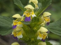 Galeopsis speciosa 8, Dauwnetel, Saxifraga-Jan van der Straaten