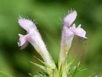 Galeopsis tetrahit 33, Gewone hennepnetel, Saxifraga-Sonja Bouwman  Gewone hennepnetel - Galeopsis tetrahit - Lamiaceae familie