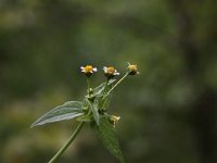 Galinsoga parviflora,  Gallant Soldier