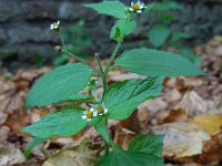 Galinsoga quadriradiata 7, Harig knopkruid, Saxifraga-Ed Stikvoort