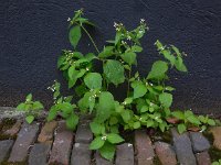 Galinsoga quadriradiata 8, Harig knopkruid, Saxifraga-Ed Stikvoort