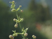 Galium aparine 1, Kleefkruid, Saxifraga-Jan van der Straaten