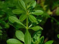 Galium aparine 11, Kleefkruid, Saxifraga-Ed Stikvoort