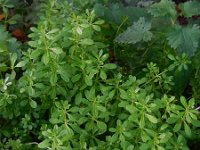 Galium aparine 12, Kleefkruid, Saxifraga-Ed Stikvoort