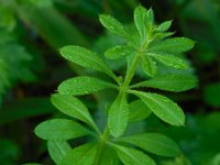 Galium aparine 13, Kleefkruid, Saxifraga-Ed Stikvoort