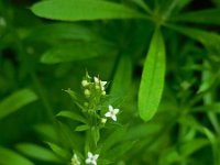 Galium aparine 14, Kleefkruid, Saxifraga-Ed Stikvoort