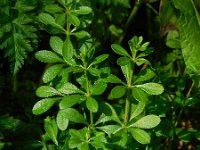 Galium aparine 15, Kleefkruid, Saxifraga-Ed Stikvoort