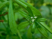 Galium aparine 18, Kleefkruid, Saxifraga-Ed Stikvoort