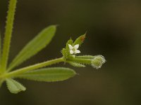 Galium aparine 2, Kleefkruid, Saxifraga-Marijke Verhagen