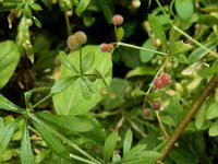 Galium aparine 21, Kleefkruid, Saxifraga-Ed Stikvoort