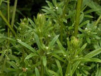 Galium aparine 22, Kleefkruid, Saxifraga-Ed Stikvoort