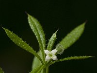 Galium aparine 3, Kleefkruid, Saxifraga-Willem van Kruijsbergen