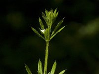 Galium aparine 4, Kleefkruid, Saxifraga-Willem van Kruijsbergen