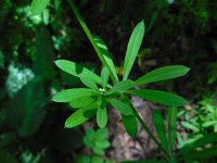 Galium aparine 6, Kleefkruid, Saxifraga-Ed Stikvoort