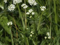 Galium boreale 1, Noords walstro, Saxifraga-Peter Meininger