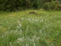 Galium boreale 11, Noords walstro, Saxifraga-Ed Stikvoort