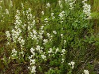 Galium boreale 12, Noords walstro, Saxifraga-Ed Stikvoort