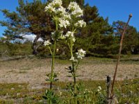 Galium boreale 13, Noords walstro, Saxifraga-Ed Stikvoort