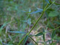 Galium boreale 5, Noords walstro, Saxifraga-Ed Stikvoort