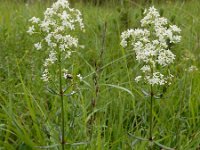 Galium boreale 6, Noords walstro, Saxifraga-Ed Stikvoort